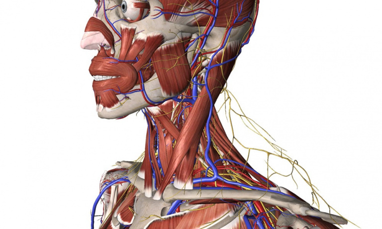 Understanding Thoracic Outlet Syndrome | HFE Blog