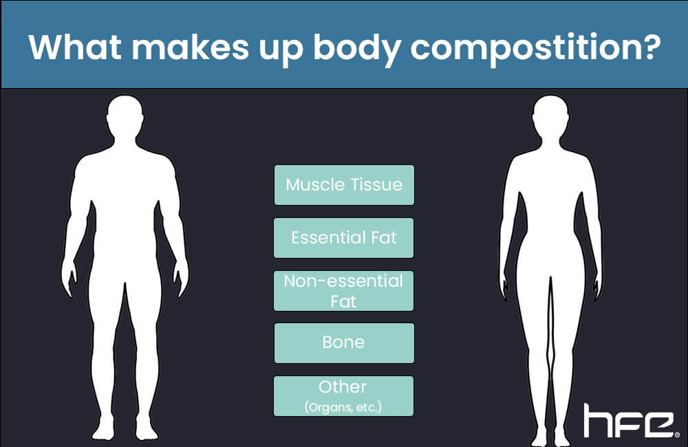https://www.hfe.co.uk/wp-content/uploads/2023/07/What-makes-up-body-comp-min.jpg